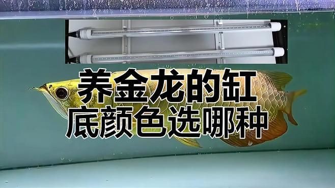 養(yǎng)金龍魚缸底用黑色還是白色【古典金龍缸底選黑還是白哪種環(huán)境更適合呆呆肉團兒】