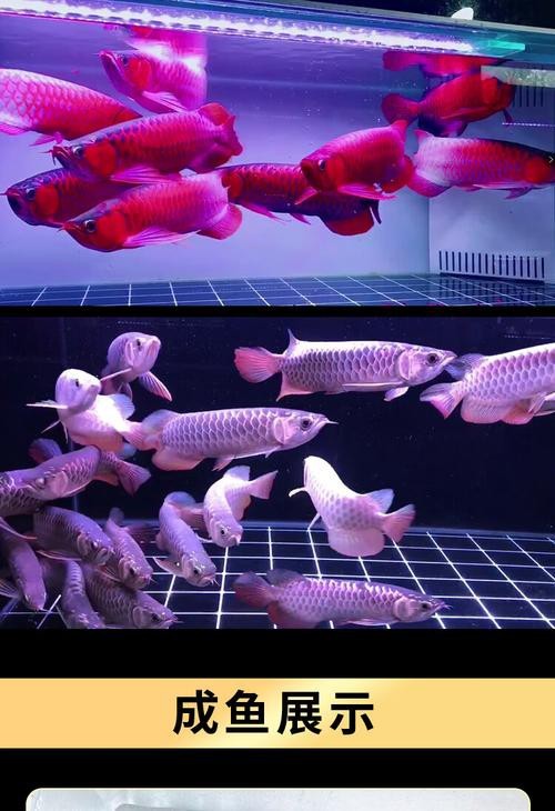 給我一些金龍魚2-3厘米魚苗的圖片【如何找到金龍魚2-3厘米魚苗】