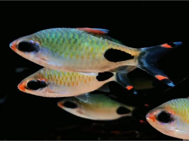 紅唇紅線黑影道人魚【紅唇紅線黑影道人魚市場價格如何】