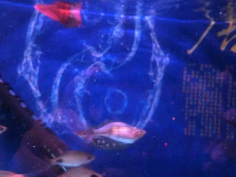 紅唇紅線黑影道人魚【紅唇紅線黑影道人魚市場價格如何】