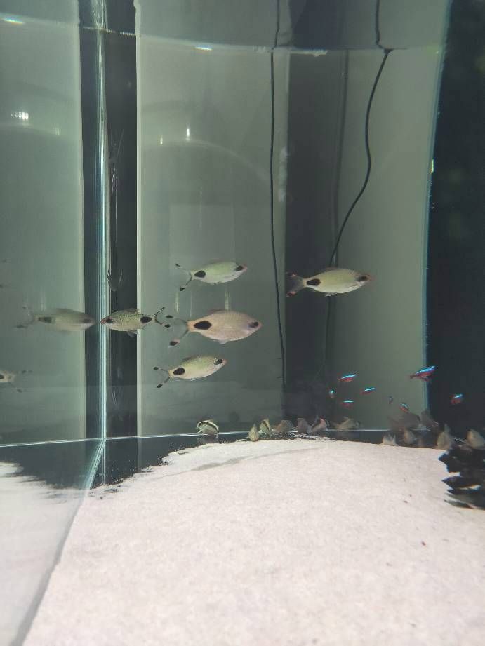 紅唇紅線黑影道人魚【紅唇紅線黑影道人魚市場價格如何】