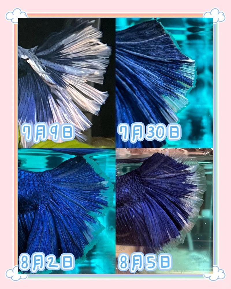 龍魚爛尾能恢復嗎【龍魚爛尾了怎么辦】