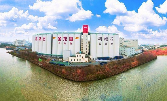 金龍魚2024年最新消息是什么【《金龍魚2024年最新消息摘要》】