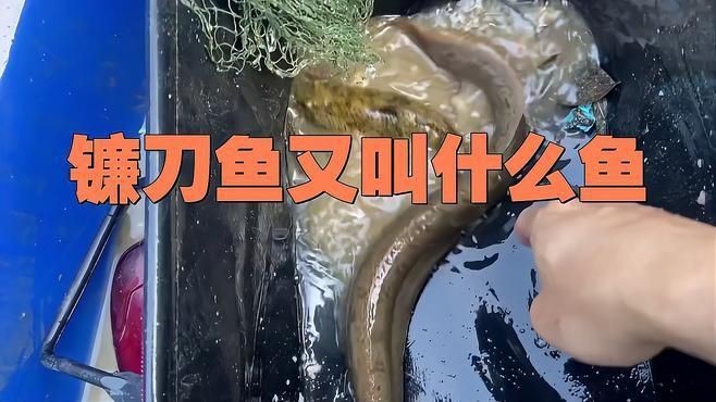 鐮刀魚又叫什么魚【廣西男子撿到一桶巨型豬麻鋸，網友：下次少放點貍貓之一】