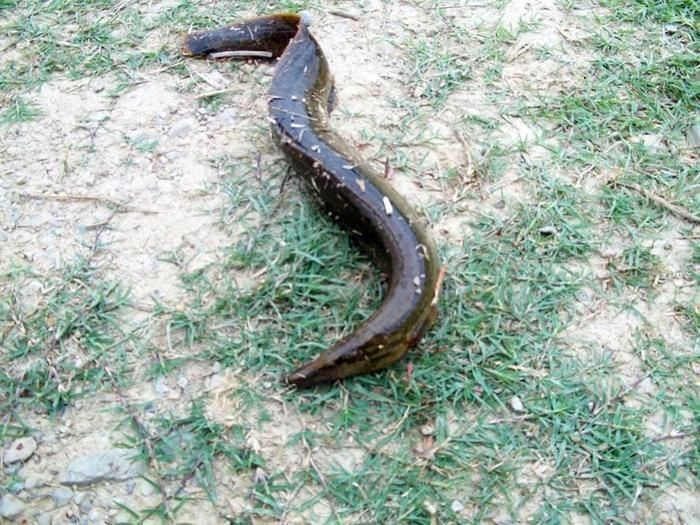 鐮刀魚又叫什么魚【廣西男子撿到一桶巨型豬麻鋸，網友：下次少放點貍貓之一】