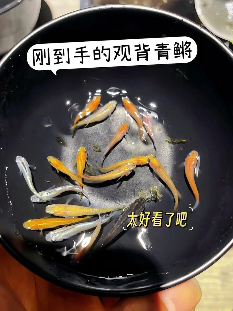 觀背青鳉魚返祖魚照片【《觀背青鳉魚返祖魚照片有感》**】 觀背青鳉魚返祖魚照片【《觀背青鳉魚返祖魚照片有感》**】 龍魚論壇 第3張