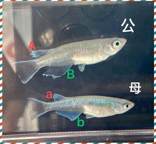 觀背青鳉魚返祖魚照片【《觀背青鳉魚返祖魚照片有感》**】 觀背青鳉魚返祖魚照片【《觀背青鳉魚返祖魚照片有感》**】 龍魚論壇 第5張