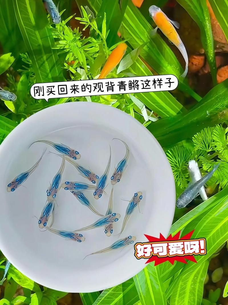 觀背青鳉魚返祖魚照片【《觀背青鳉魚返祖魚照片有感》**】 觀背青鳉魚返祖魚照片【《觀背青鳉魚返祖魚照片有感》**】 龍魚論壇 第2張