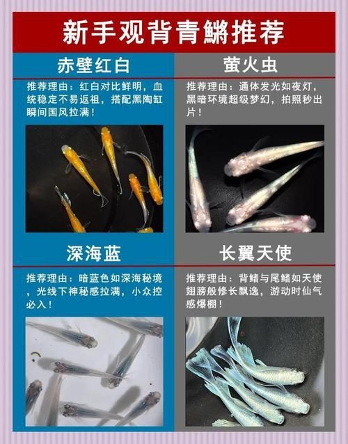 觀背青鳉魚返祖魚照片【《觀背青鳉魚返祖魚照片有感》**】 觀背青鳉魚返祖魚照片【《觀背青鳉魚返祖魚照片有感》**】 龍魚論壇 第4張