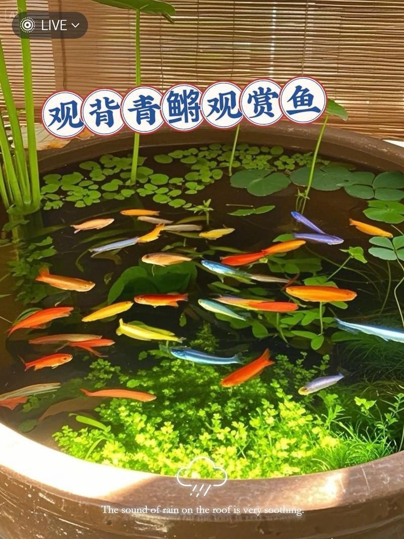 觀背青鳉魚返祖魚照片【《觀背青鳉魚返祖魚照片有感》**】 觀背青鳉魚返祖魚照片【《觀背青鳉魚返祖魚照片有感》**】 龍魚論壇 第1張