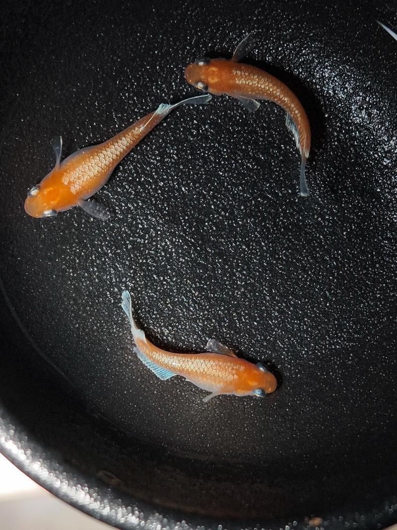 觀背青鳉魚返祖魚照片【《觀背青鳉魚返祖魚照片有感》**】 觀背青鳉魚返祖魚照片【《觀背青鳉魚返祖魚照片有感》**】 龍魚論壇 第10張