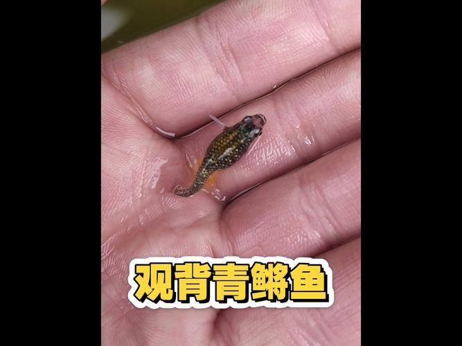 觀背青鳉魚返祖魚照片【《觀背青鳉魚返祖魚照片有感》**】 觀背青鳉魚返祖魚照片【《觀背青鳉魚返祖魚照片有感》**】 龍魚論壇 第6張
