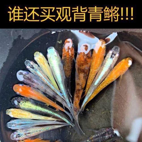 觀背青鳉魚返祖魚照片【《觀背青鳉魚返祖魚照片有感》**】 觀背青鳉魚返祖魚照片【《觀背青鳉魚返祖魚照片有感》**】 龍魚論壇 第9張