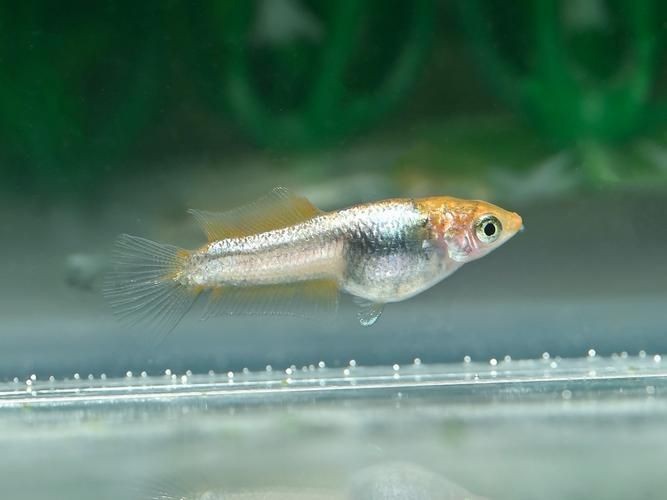觀背青鳉魚返祖魚照片【《觀背青鳉魚返祖魚照片有感》**】 觀背青鳉魚返祖魚照片【《觀背青鳉魚返祖魚照片有感》**】 龍魚論壇 第16張