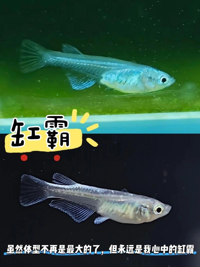 觀背青鳉魚返祖魚照片【《觀背青鳉魚返祖魚照片有感》**】 觀背青鳉魚返祖魚照片【《觀背青鳉魚返祖魚照片有感》**】 龍魚論壇 第15張