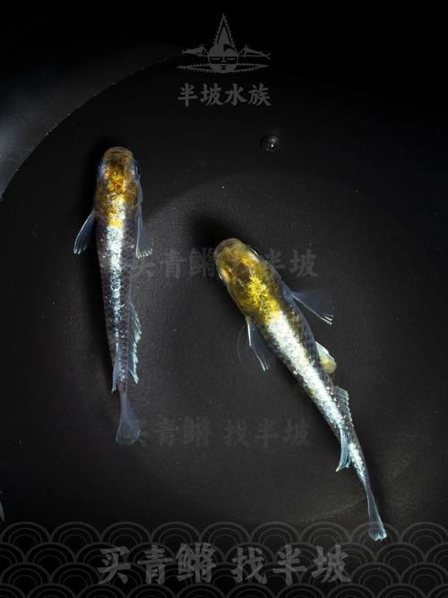 觀背青鳉魚返祖魚照片【《觀背青鳉魚返祖魚照片有感》**】 觀背青鳉魚返祖魚照片【《觀背青鳉魚返祖魚照片有感》**】 龍魚論壇 第13張