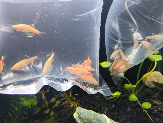 觀背青鳉魚返祖魚照片【《觀背青鳉魚返祖魚照片有感》**】 觀背青鳉魚返祖魚照片【《觀背青鳉魚返祖魚照片有感》**】 龍魚論壇 第12張