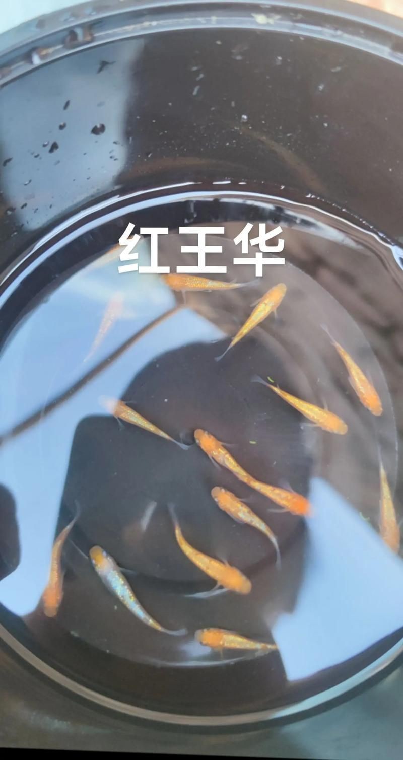 觀背青鳉魚返祖魚照片【《觀背青鳉魚返祖魚照片有感》**】 觀背青鳉魚返祖魚照片【《觀背青鳉魚返祖魚照片有感》**】 龍魚論壇 第20張