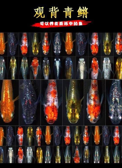觀背青鳉魚返祖魚照片【《觀背青鳉魚返祖魚照片有感》**】 觀背青鳉魚返祖魚照片【《觀背青鳉魚返祖魚照片有感》**】 龍魚論壇 第17張