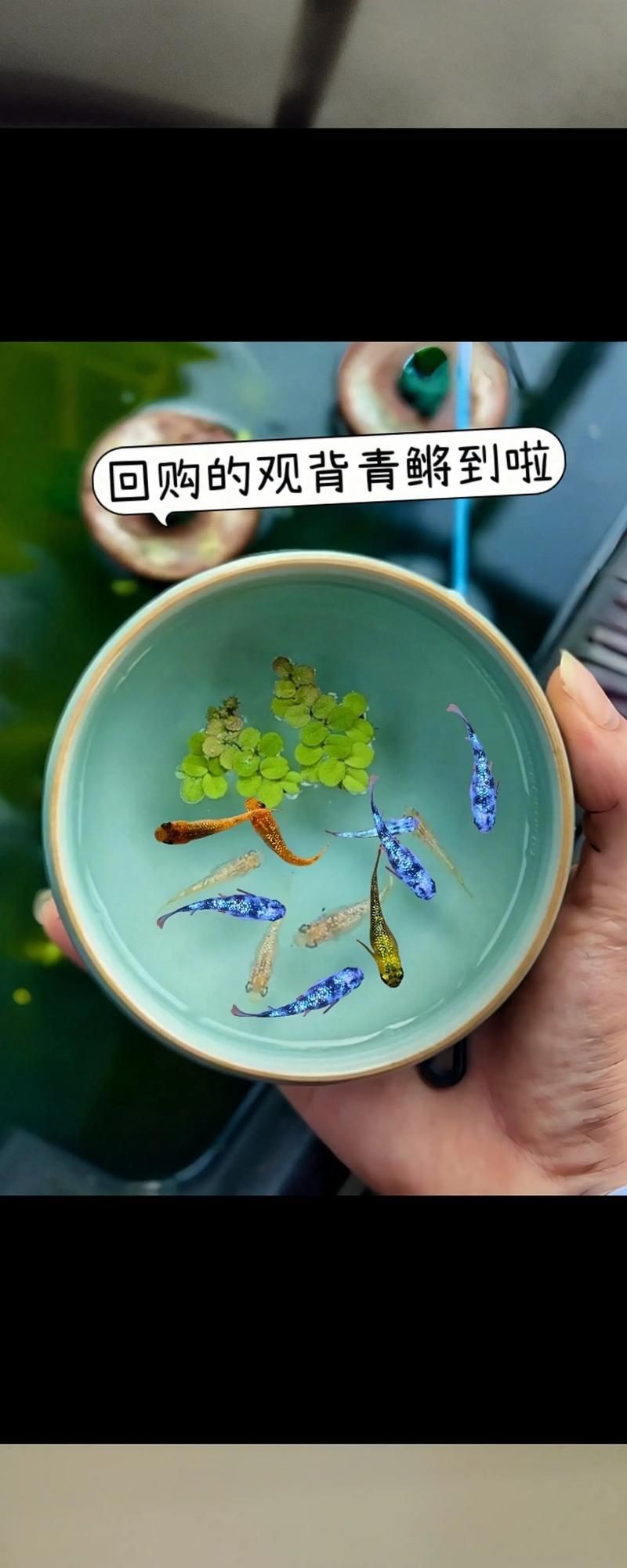 觀背青鳉魚返祖魚照片【《觀背青鳉魚返祖魚照片有感》**】 觀背青鳉魚返祖魚照片【《觀背青鳉魚返祖魚照片有感》**】 龍魚論壇 第24張