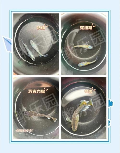 觀背青鳉魚返祖魚照片【《觀背青鳉魚返祖魚照片有感》**】 觀背青鳉魚返祖魚照片【《觀背青鳉魚返祖魚照片有感》**】 龍魚論壇 第25張