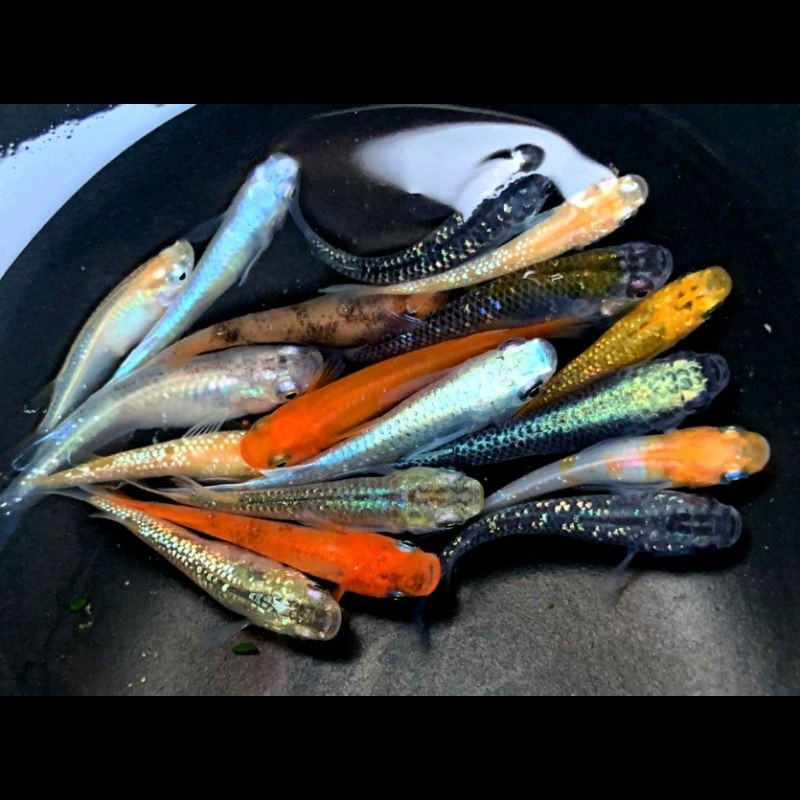觀背青鳉魚返祖魚照片【《觀背青鳉魚返祖魚照片有感》**】 觀背青鳉魚返祖魚照片【《觀背青鳉魚返祖魚照片有感》**】 龍魚論壇 第30張