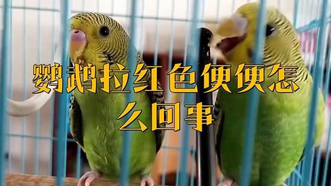 什么動物吃了紅心火龍果會染色？【動物吃了紅心火龍果會染色嗎？】