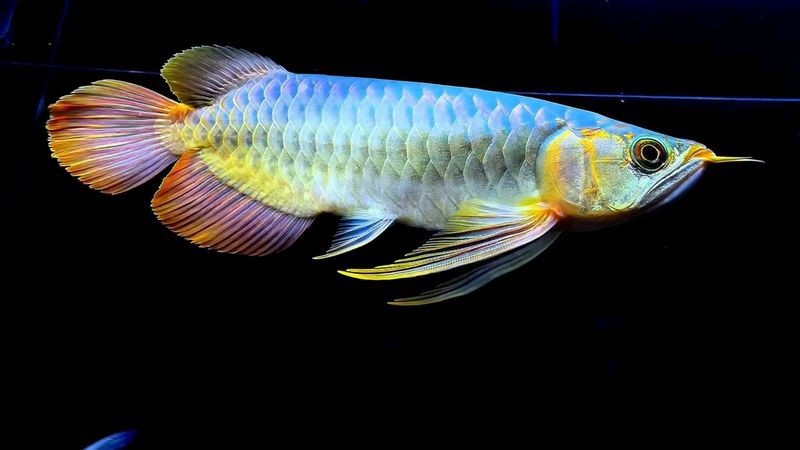 金龍魚翹頭和炮彈頭價格差異大嗎？【如何區分金龍魚的翹頭和炮彈頭？】