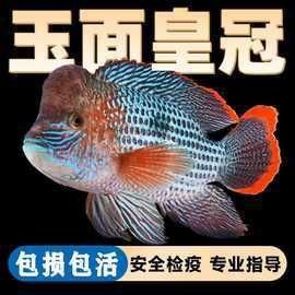 藍面財神魚屬于什么檔次【藍面財神魚屬于中高檔次的觀賞魚品種藍面財神魚好養血艷紅】
