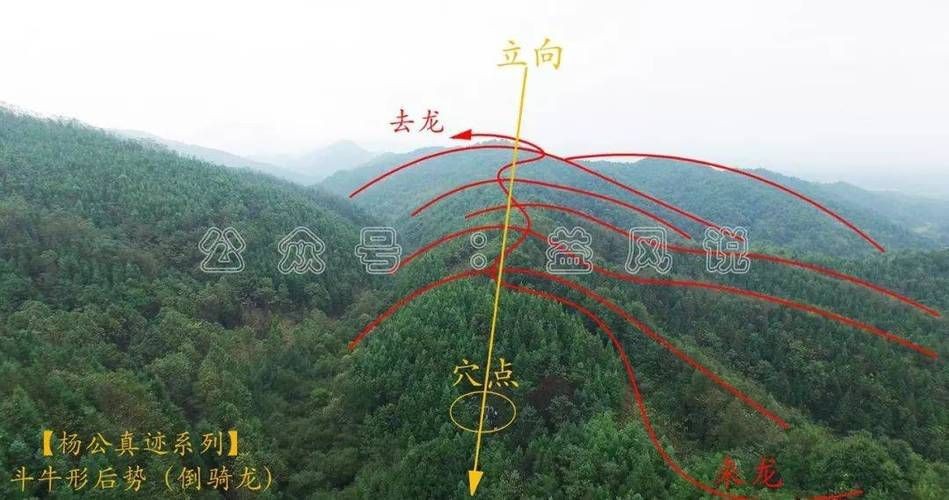 雷龍用細沙還是粗砂【關于雷龍飼養中使用的是細沙還是粗砂，存在不同觀點】