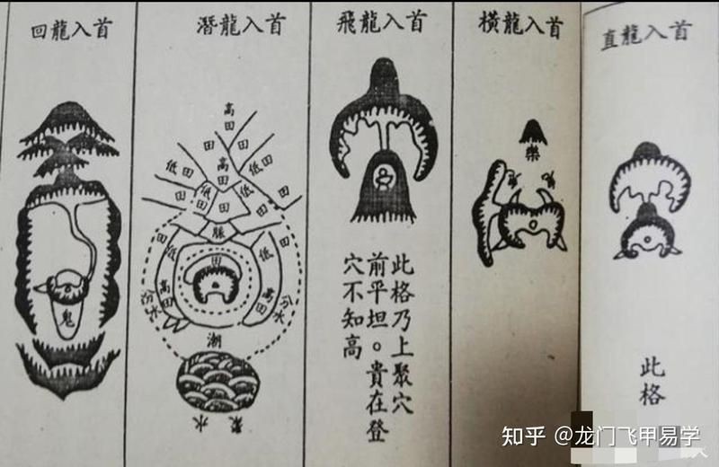 雷龍用細沙還是粗砂【關于雷龍飼養中使用的是細沙還是粗砂，存在不同觀點】