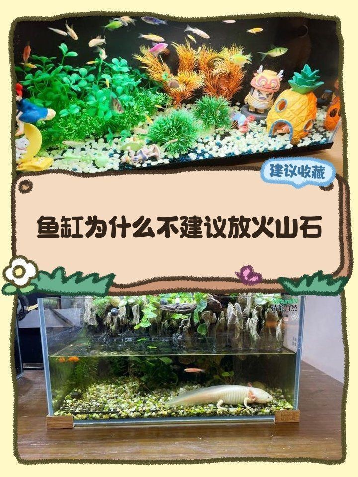 觀背青鳉不適合火山石嗎【觀背青鳉是否適合使用火山石】