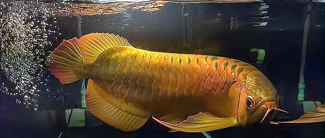 龍魚爛鰓手術風險大嗎？【龍魚爛鰓手術后多久恢復】