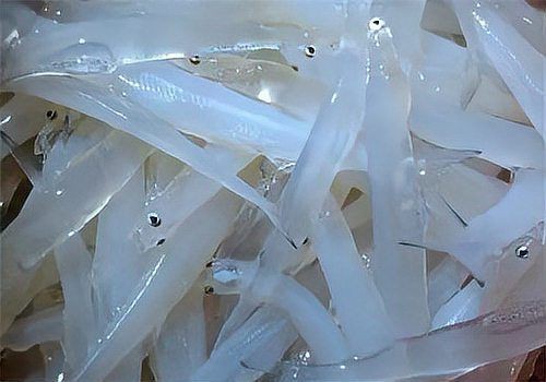 紅勾銀魚最忌三種東西【2019年銀魚價格多少錢一斤吃銀魚的禁忌你知道嗎】
