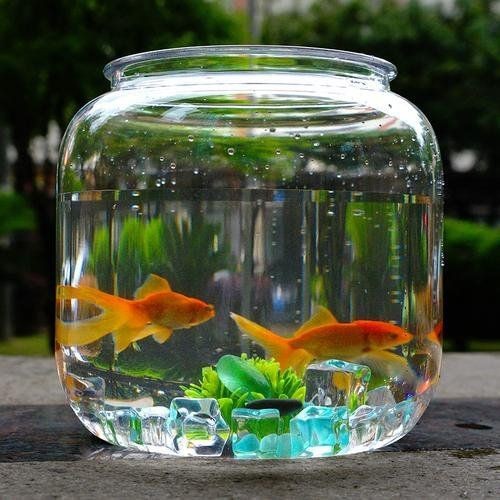 風(fēng)水魚多久換一次水【養(yǎng)魚人必看:魚缸換水頻率全攻略】