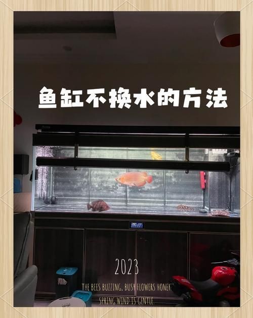 風(fēng)水魚多久換一次水【養(yǎng)魚人必看:魚缸換水頻率全攻略】