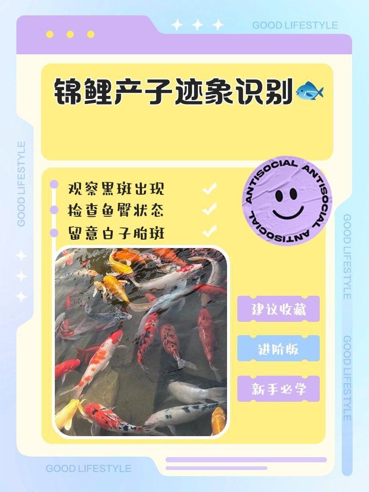 錦鯉生小魚前兆【錦鯉產子前兆綜合起來會發生變化，錦鯉產子前兆詳細分析】