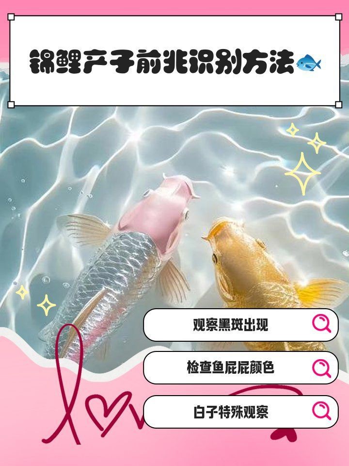 錦鯉生小魚前兆【錦鯉產子前兆綜合起來會發生變化，錦鯉產子前兆詳細分析】