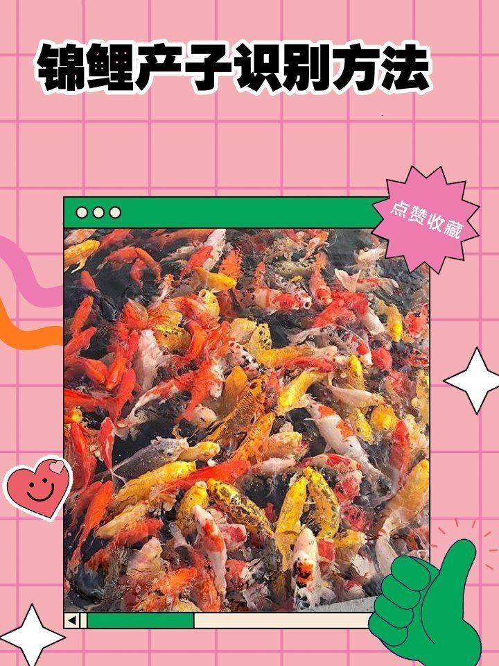 錦鯉生小魚前兆【錦鯉產(chǎn)子前兆綜合起來會發(fā)生變化，錦鯉產(chǎn)子前兆詳細(xì)分析】