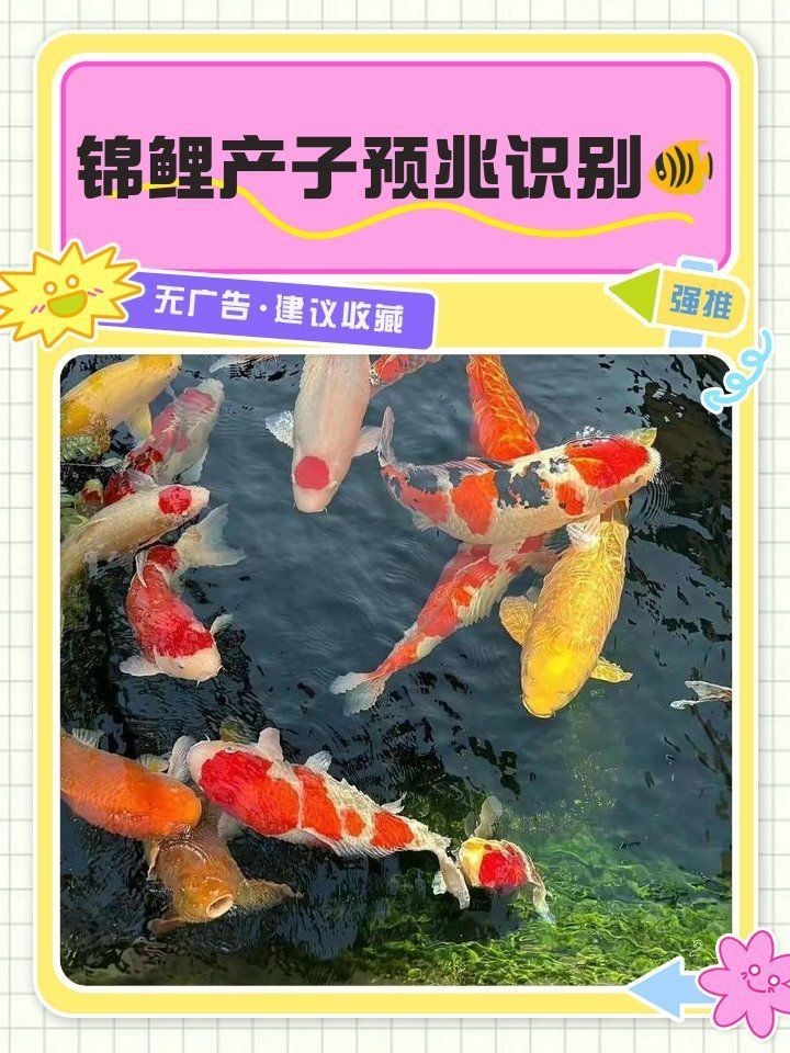 錦鯉生小魚前兆【錦鯉產(chǎn)子前兆綜合起來會發(fā)生變化，錦鯉產(chǎn)子前兆詳細(xì)分析】