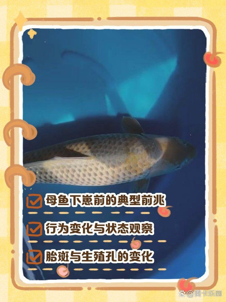 錦鯉生小魚前兆【錦鯉產(chǎn)子前兆綜合起來會發(fā)生變化，錦鯉產(chǎn)子前兆詳細(xì)分析】