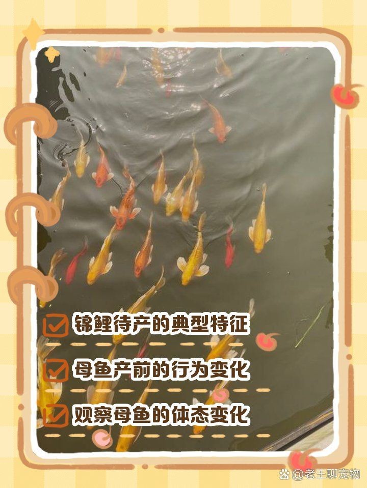 錦鯉生小魚前兆【錦鯉產(chǎn)子前兆綜合起來會發(fā)生變化，錦鯉產(chǎn)子前兆詳細(xì)分析】