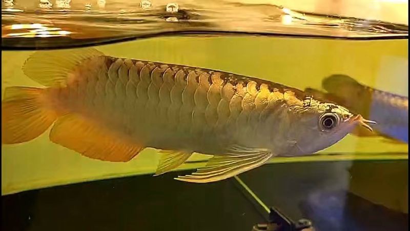 金頭過(guò)背金龍魚(yú)的市場(chǎng)趨勢(shì)如何？【金頭過(guò)背金龍魚(yú)價(jià)格多少錢(qián)一只辦公智多星一條信潮π】