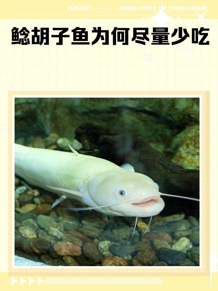 胡子鯰魚為何不建議吃【胡子鯰魚不建議食用原因不建議食用胡子鯰魚不建議食用】
