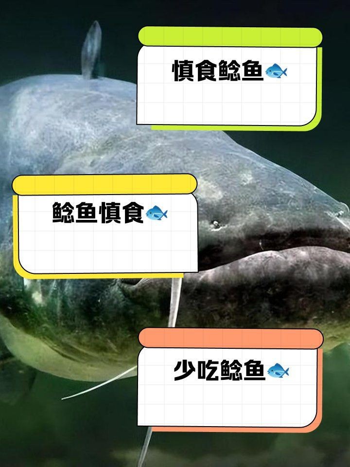 胡子鯰魚為何不建議吃【胡子鯰魚不建議食用原因不建議食用胡子鯰魚不建議食用】