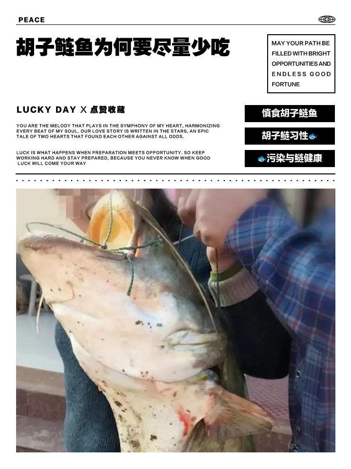 胡子鯰魚為何不建議吃【胡子鯰魚不建議食用原因不建議食用胡子鯰魚不建議食用】