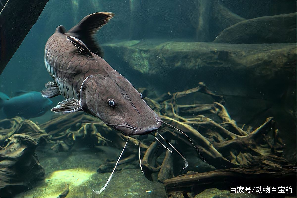 胡子鯰魚為何不建議吃【胡子鯰魚不建議食用原因不建議食用胡子鯰魚不建議食用】