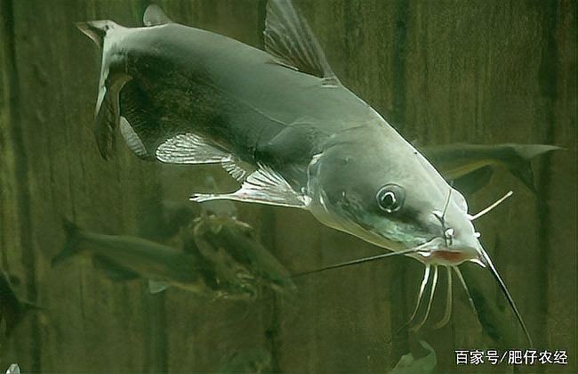 胡子鯰魚為何不建議吃【胡子鯰魚不建議食用原因不建議食用胡子鯰魚不建議食用】
