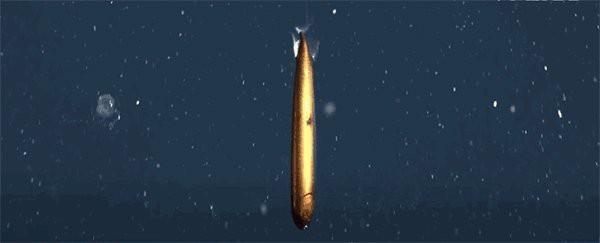 深海龍魚發(fā)光器如何再生？【深海龍魚發(fā)光器受損后多久會(huì)再生深海龍魚發(fā)光器】