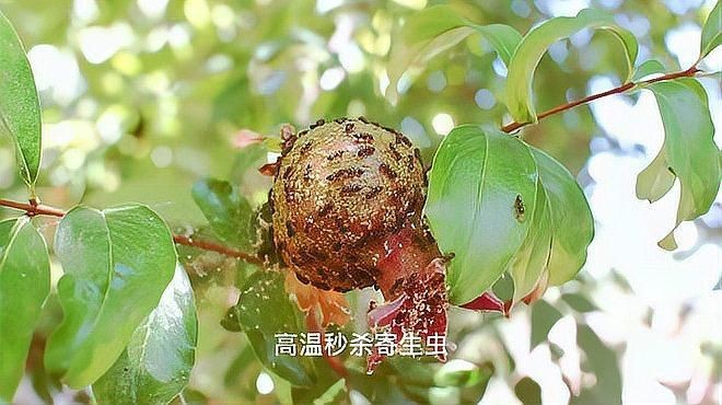 哪種烹飪方式最能有效殺死寄生蟲？【奧利漫研社：七月的監護人豬肉炒3分鐘能殺死寄生蟲嗎】